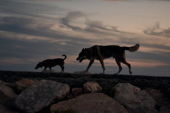 Two dogs walking with a beautiful sky during the sunset