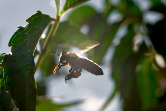 a honey bee in flight near a green leaf in backlight