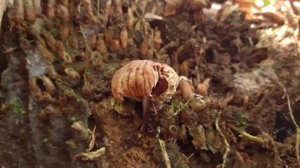 mushroom in the forest