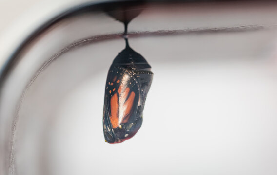 Close up of the translucent chrysalis of a monarch butterfly.
