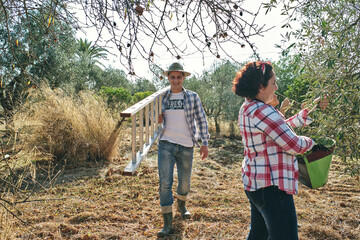 farmer takes the stairs to climb the olive trees