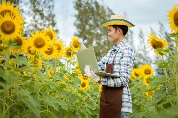 Naklejka na ściany i meble An Asian farmer is using a laptop to take care of his sunflower field. Modern business