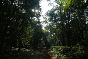Morning forest. State Of Goa. India