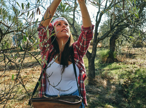 farmer works picking olives from the olive tree