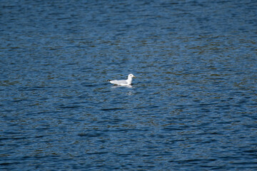 Seagull in the Water of a Lake