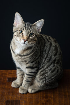 High Angle View of Tabby Cat Sitting on Bench Against Black Background