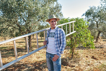 farmer carries the ladder to climb the olive trees