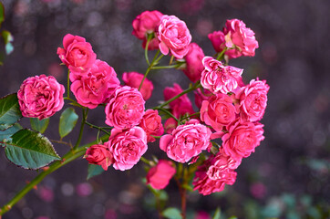 red rose Bush