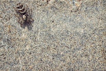 The young wasp spider on a background plywood concrete