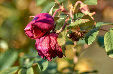 red rose bud