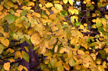 autumn leaves background