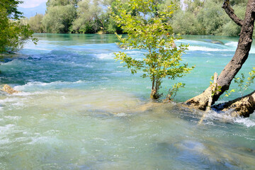 the river in the forest