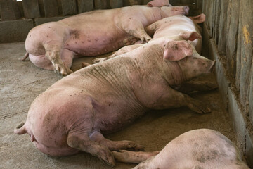Several pigs stayed in the pens where farmers were raised, and when they finished eating, they continued to sleep.