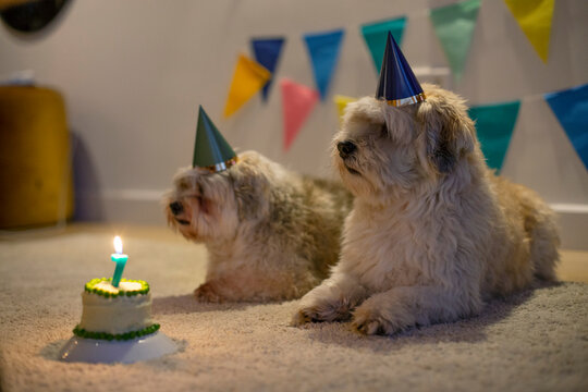 Two birthday brothers waiting for their cake; pet birthday party