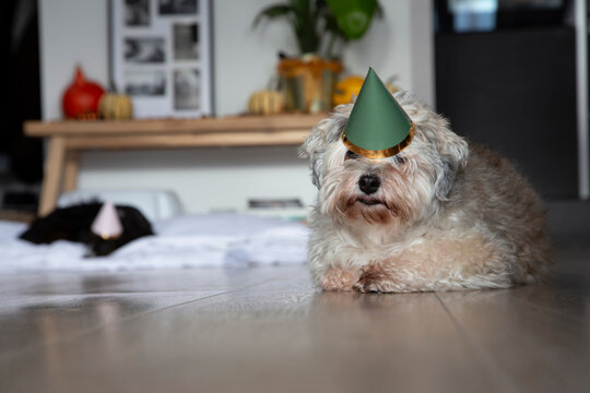 Two dogs resting on the floor after a birthday party celebration