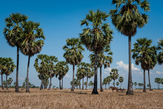 Horse and cart inbetween sugar palm trees in dry paddy field. Kompong Cham, Cambodia.