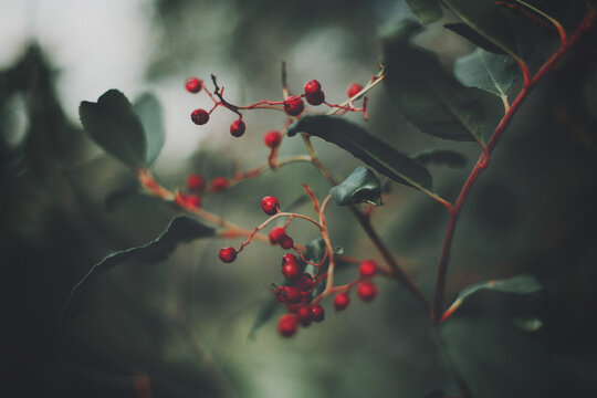 Holly berries on a winder day