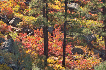 Colorful mountain slope in northern Arizona