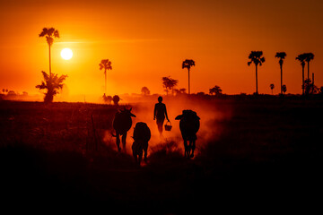Kompong Thom, Cambodia - 30 jUNE 2012: Cows coming home at sunset.
