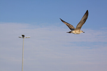 seagull in flight