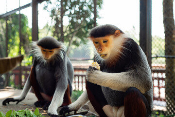 The Red-shanked douc is a species of Old World monkey.