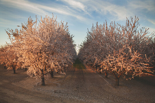 Blooming almond orchard under cloudy skies