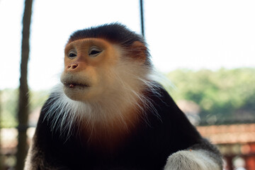 Naklejka premium The Red-shanked douc is a species of Old World monkey.