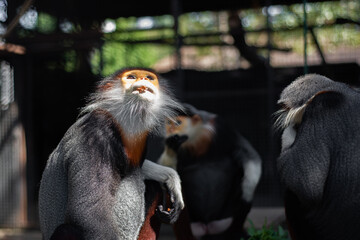 The Red-shanked douc is a species of Old World monkey.