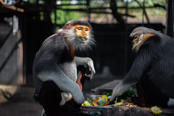 The Red-shanked douc is a species of Old World monkey.