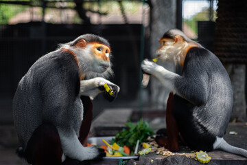 The Red-shanked douc is a species of Old World monkey.