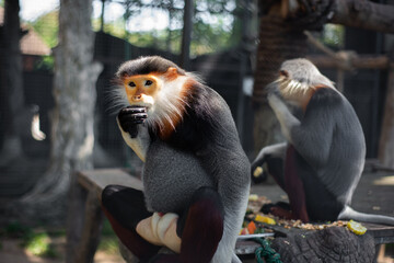 The Red-shanked douc is a species of Old World monkey.