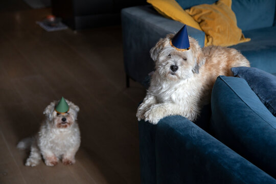 Two Havanese twin brothers looking bemused on their birthday