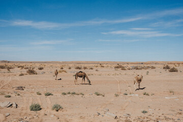 Fototapeta na wymiar dromedaries in the sahara desert