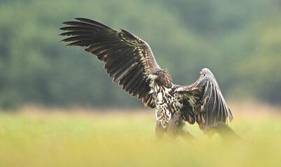 White tailed eagle ( Haliaeetus albicilla )