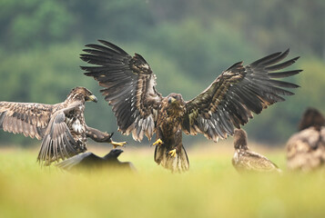 White tailed eagle ( Haliaeetus albicilla )
