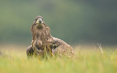 White tailed eagle ( Haliaeetus albicilla )