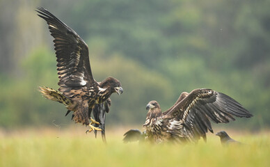 White tailed eagle ( Haliaeetus albicilla )