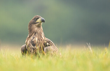 White tailed eagle ( Haliaeetus albicilla )
