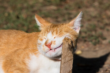 Funny playful orange cat close-up.