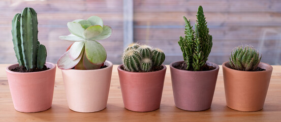 Colourful plant pots of cacti and succulents displayed in front of a window. The pots are hand...