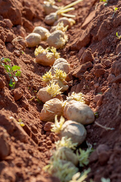 Potatoes in the garden about to be planted.