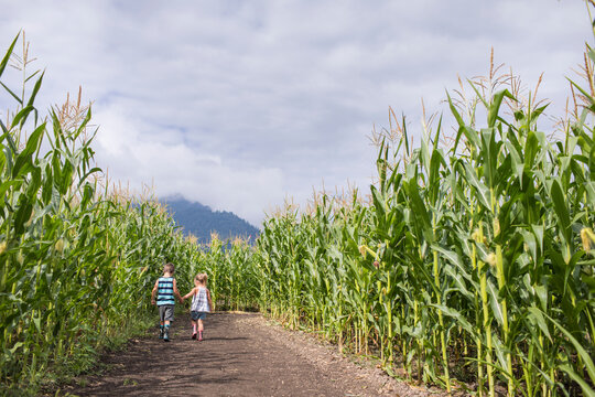 Young boy and girl holding hands while in corn maze.
