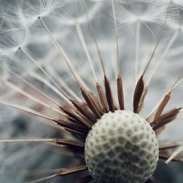 Fototapeta dandelilon flower seed in the nature in autumn season