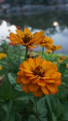 The orange zinnia flower beside the river shows the beauty of the shady afternoon.