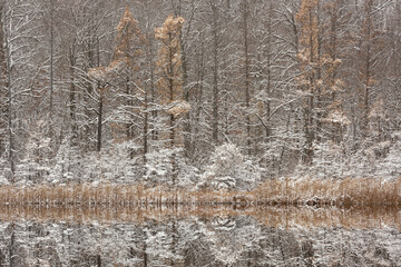 Winter landscape of snow flocked trees on the shoreline of Deep Lake and with mirrored reflections in calm water, Yankee Springs State Park, Michigan, USA