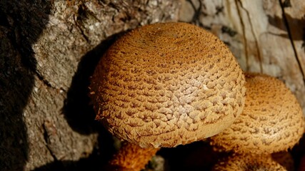 Pilze im herbstlichen Wald