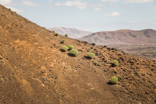 Vegetation from the Caldera de Gairia volcano in Fuerteventura.