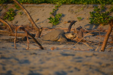 Tortuga golfina poniendo huevos