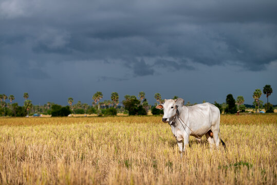 Cow out to graze in dry paddy field, Cambodia.