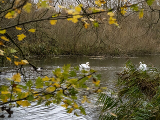 autumn leaves on the water